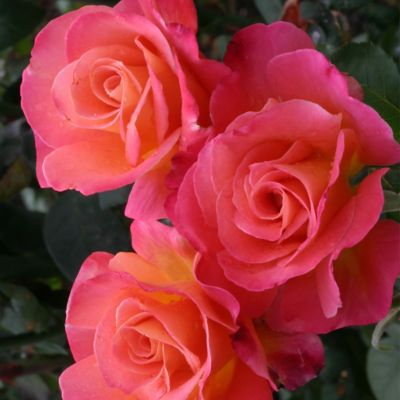 Van Zyverden Mikado Rose Plant