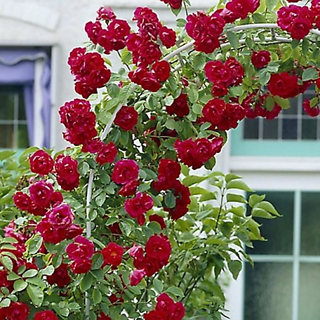 Van Zyverden CL Blaze Climbing Rose Garden Plant
