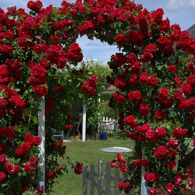 Image showing  CL Blaze Climbing Rose Garden Plant