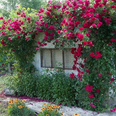 Image showing  CL Blaze Climbing Rose Garden Plant