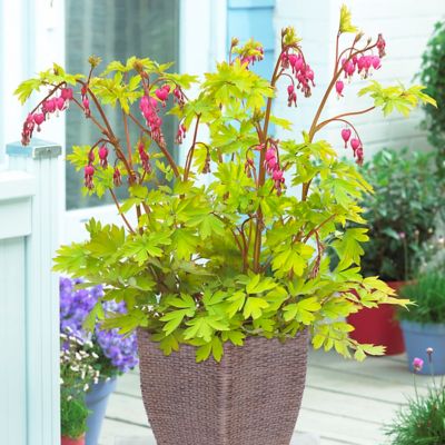 Van Zyverden Bleeding Heart Plant Patio Kit with Decorative Rattan Planter and Planting Medium