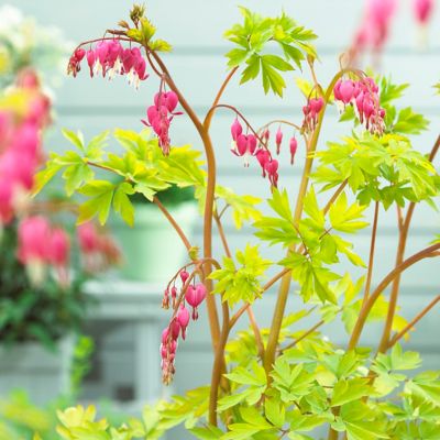 Image showing  Bleeding Heart Plant Patio Kit with Decorative Rattan Planter and Planting Medium