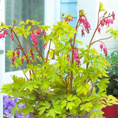 Image showing  Bleeding Heart Plant Patio Kit with Decorative Rattan Planter and Planting Medium
