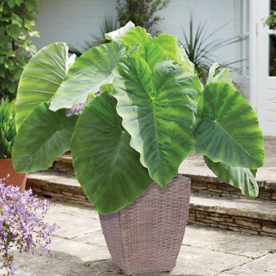 Van Zyverden Elephant Ear Plant Patio Kit with Decorative Rattan Planter and Planting Medium