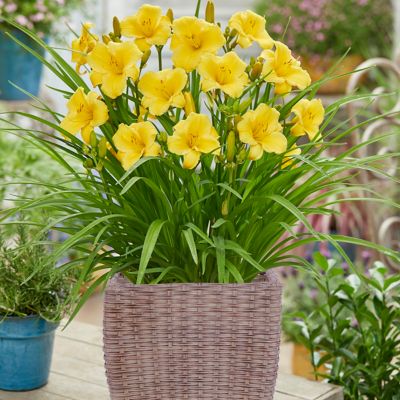 Van Zyverden Day Lily Plant Patio Kit with Decorative Rattan Planter and Planting Medium