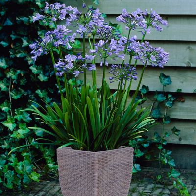 Van Zyverden Agapanthus Plant Patio Kit with Decorative Rattan Planter and Planting Medium, 1 Root