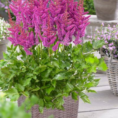 Van Zyverden Visions Astilbe Plant Patio Kit with Decorative Rattan Planter and Planting Medium, 1 Root