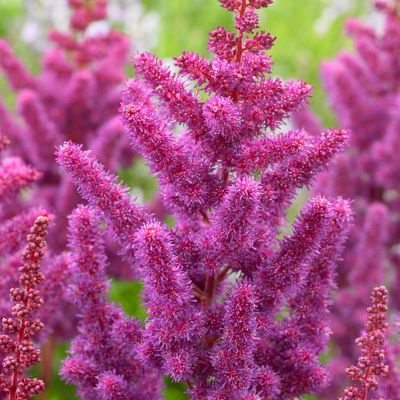 Image showing  Visions Astilbe Plant Patio Kit with Decorative Rattan Planter and Planting Medium, 1 Root