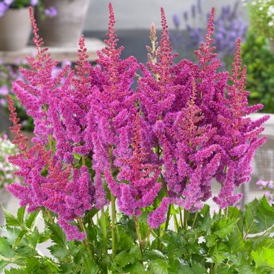 Image showing  Visions Astilbe Plant Patio Kit with Decorative Rattan Planter and Planting Medium, 1 Root