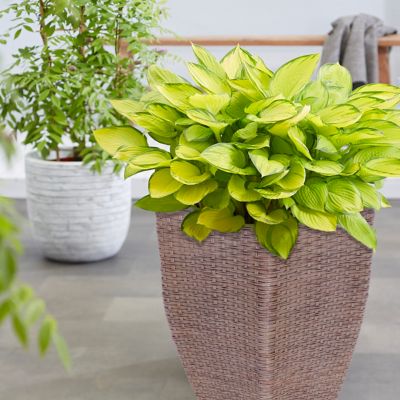 Van Zyverden Gold Standard Hosta Plant Patio Kit with Decorative Rattan Planter and Planting Medium