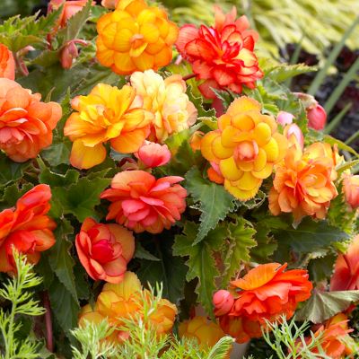 Image showing  Golden Balcony Begonia Plant Patio Kit with Decorative Rattan Planter and Planting Medium, 3 Bulbs