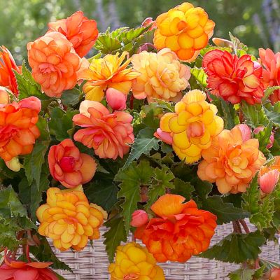 Image showing  Golden Balcony Begonia Plant Patio Kit with Decorative Rattan Planter and Planting Medium, 3 Bulbs