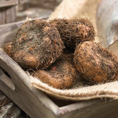 Image showing  Golden Balcony Begonia Plant Patio Kit with Decorative Rattan Planter and Planting Medium, 3 Bulbs