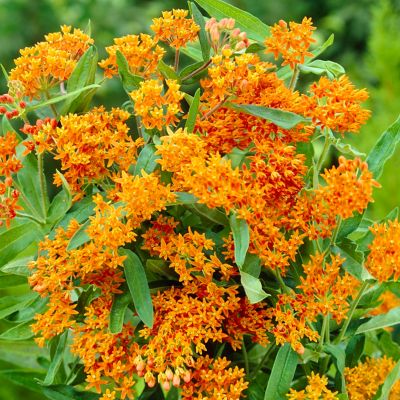 Image showing  Butterfly Milkweed Plant Patio Kit with Decorative Rattan Planter and Planting Medium, 3 Roots