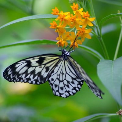 Image showing  Butterfly Milkweed Plant Patio Kit with Decorative Rattan Planter and Planting Medium, 3 Roots