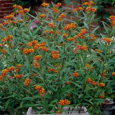 Image showing  Butterfly Milkweed Plant Patio Kit with Decorative Rattan Planter and Planting Medium, 3 Roots
