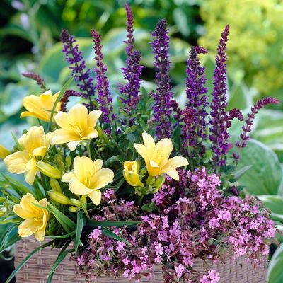 Image showing 1 th Van Zyverden Sun Garden Patio Plant Kit with Decorative Rattan Planter and Planting Medium, 3 Roots