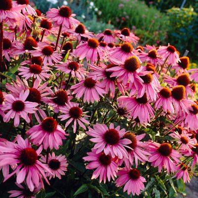 Image showing  Butterfly Magnet Pollinator Plant Collection, 13 Roots