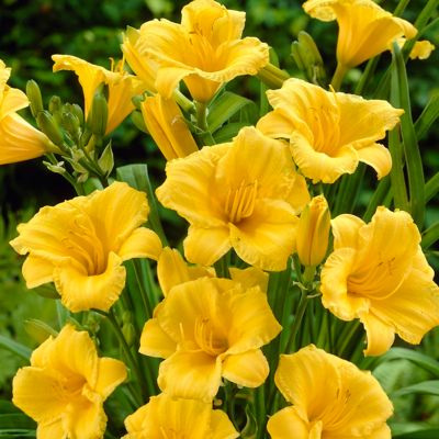 Image showing  Butterfly Magnet Pollinator Plant Collection, 13 Roots