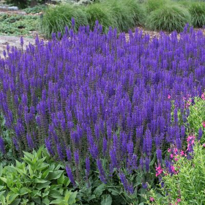 Image showing  Butterfly Magnet Pollinator Plant Collection, 13 Roots