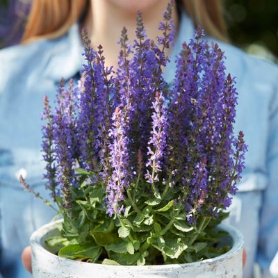 Image showing  Butterfly Magnet Pollinator Plant Collection, 13 Roots