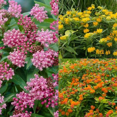 Van Zyverden Asclepias Save the Monarchs Oasis Pollinator Plant Mix, 11 Roots