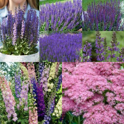 Image showing  Hummingbird Butterfly Perennial Sun Garden Plant Mix, 11 Roots