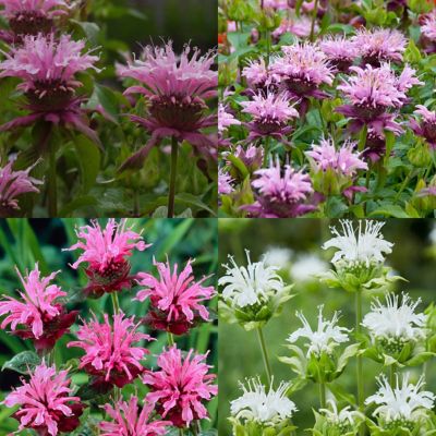 Van Zyverden Perennial Plant of the Year 2021 Monarda Plant Collection, 15 Roots