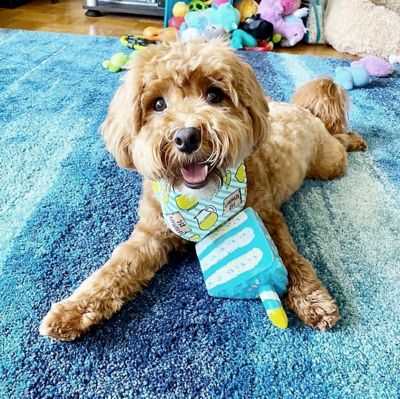 Image showing  Birthday Cake Chew Plush Dog Toy