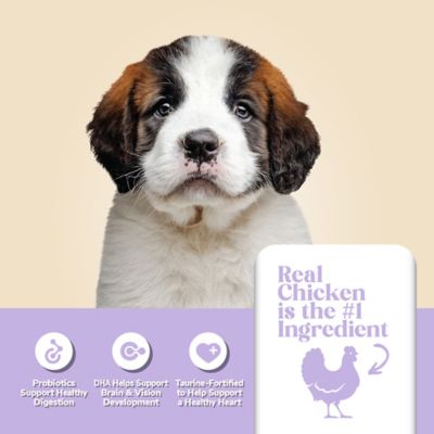 Image showing  Large Breed Puppy Chicken Formula Dry Dog Food