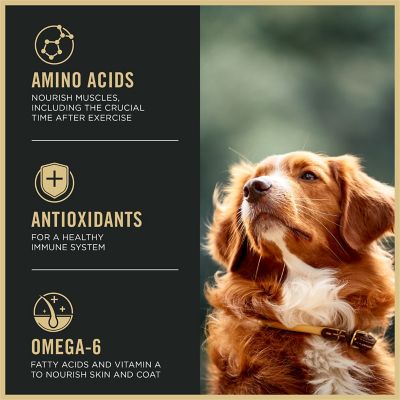 Image showing  Sport All Life Stages 27/17 Active Chicken and Rice Formula Dry Dog Food