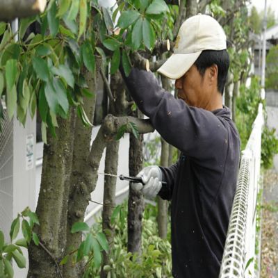 Image showing  9.4 in. Blade Only for Gomboy Folding Saw, Medium Teeth