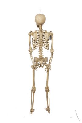 Red Shed 5 ft. Bone Skeleton with Open Mouth at Tractor Supply Co.