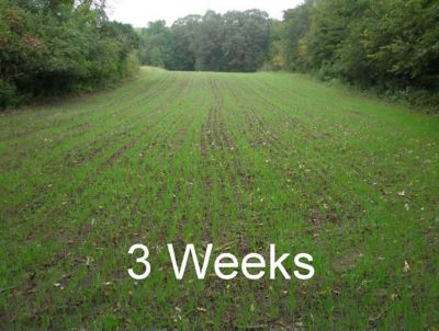 Image showing  7 ft. 14-Row 3-Point Seeder for Category 1 Tractors