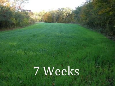 Image showing  7 ft. 14-Row 3-Point Seeder for Category 1 Tractors