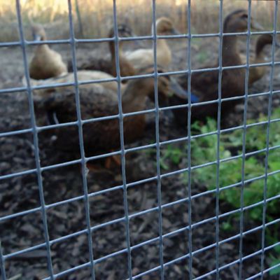 Image showing  100 ft. x 2 ft. Hardware Cloth with 1/8 in. Mesh