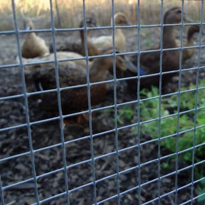 Image showing  10 ft. x 4 ft. 1/2 in. Mesh Hardware Cloth