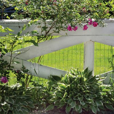 Image showing  100 ft. x 5 ft. Welded Wire with 4 in. x 2 in. Mesh