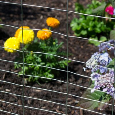 Image showing  25 ft. x 28 in. Welded Wire Garden Fence with Graduated Spacing and 2 in. Mesh