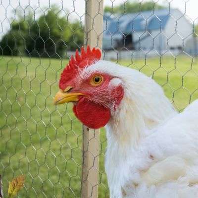 Image showing  10 ft. x 2 ft. Poultry Netting with 1 in. Mesh