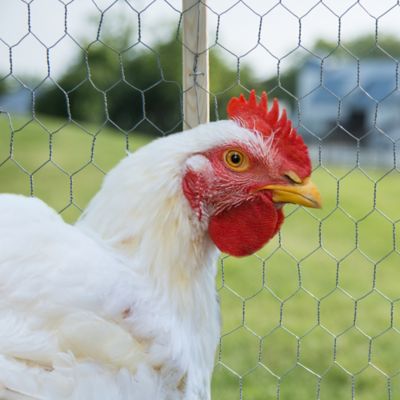 Image showing  25 x 5ft. Poultry Netting with 1 in. Mesh