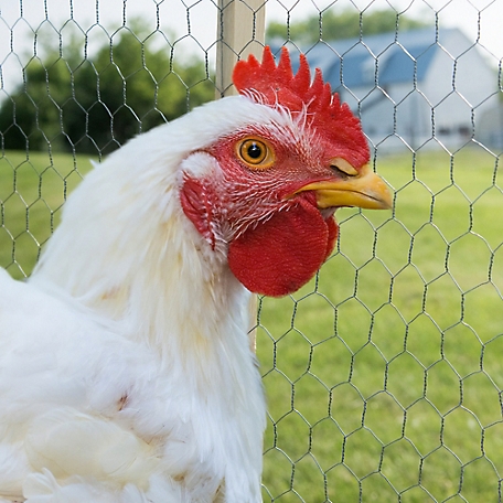Imported Chicken Cutter – Shop On Farmermartng