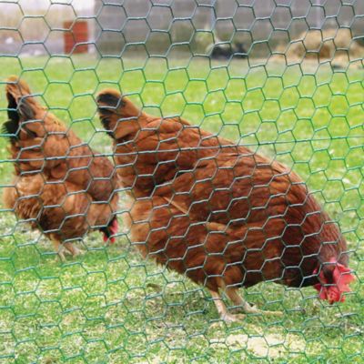 Image showing  25 ft. x 3 ft. Poultry Netting with 1 in. Mesh, 20 Ga.