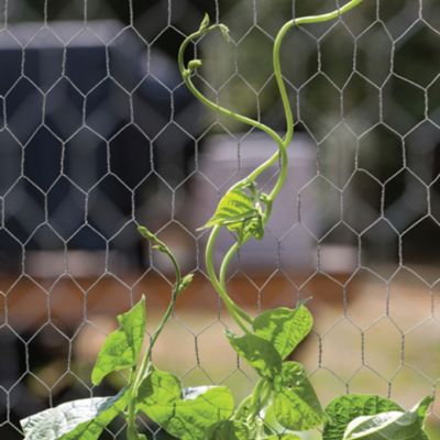 Image showing  25 ft. x 3 ft. Poultry Netting with 1/2 in. Mesh