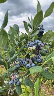 GARDENERS Fruit - Blueberry GCC, 10981