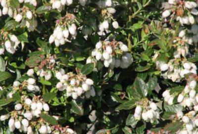 Image showing  Fruit, Blueberry GCC, 10944