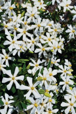 Image showing  Gardenia GCC, 11031