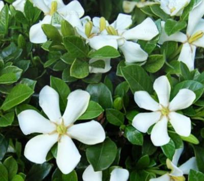 Image showing  Gardenia GCC, 11036