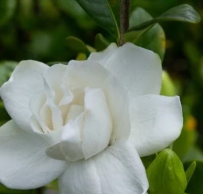 Image showing  Gardenia GCC, 11036