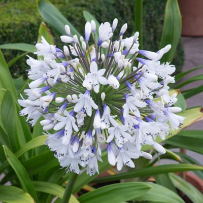 Southern Living Agapanthus, 10121